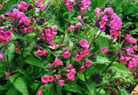 Pulmonaria officinalis rose